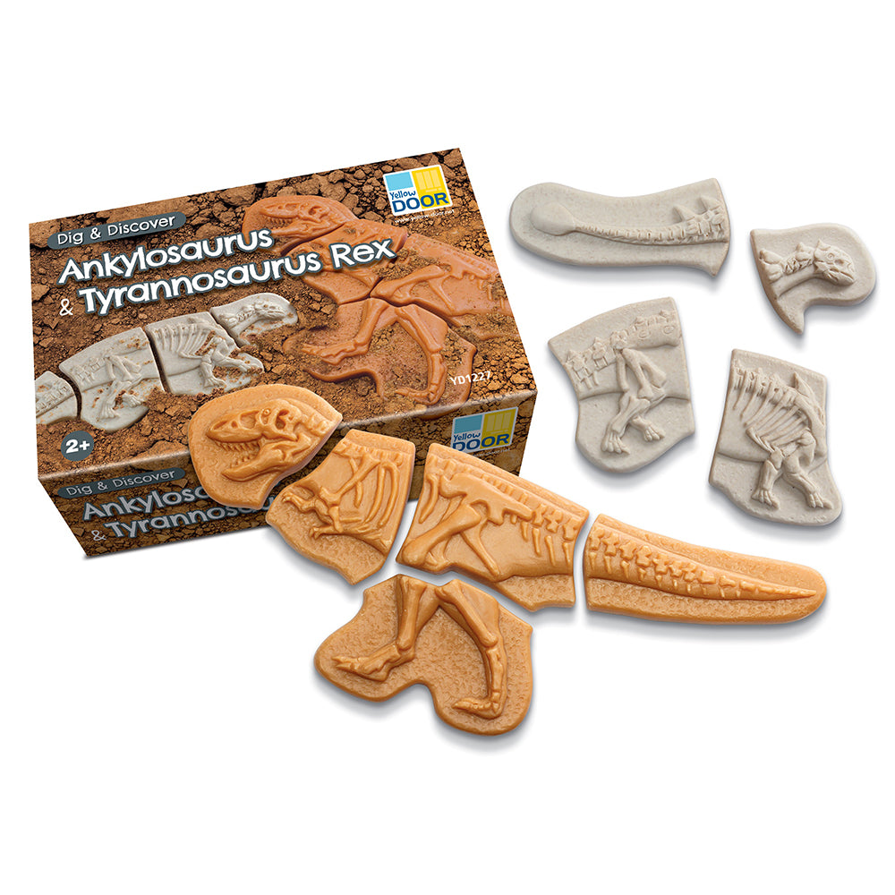 Ankylosaurus & T-Rex Fossils