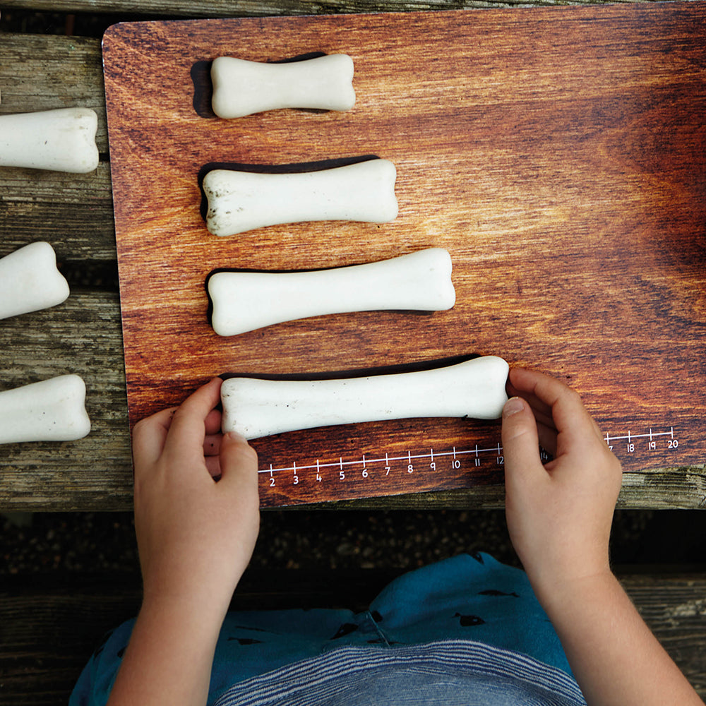 Learning Measurements with Dinosaur Bones