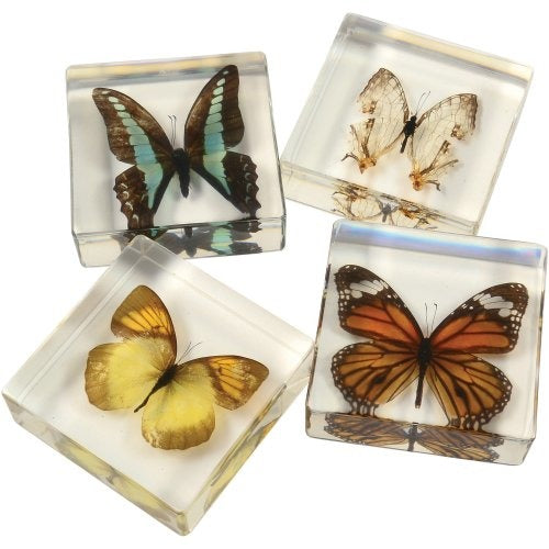 Encased Butterfly Collection
