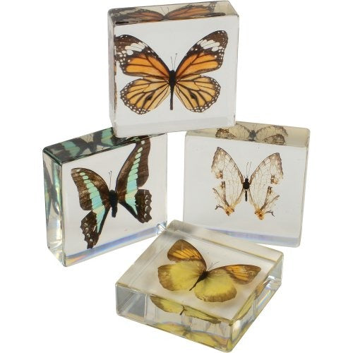Encased Butterfly Collection