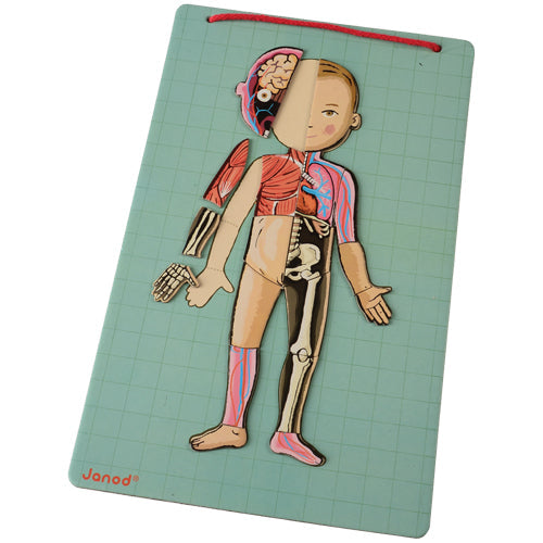 Magnetic Body Puzzle - Learn about the Body