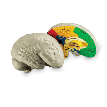 Human Brain Cross Section Model - Soft Foam