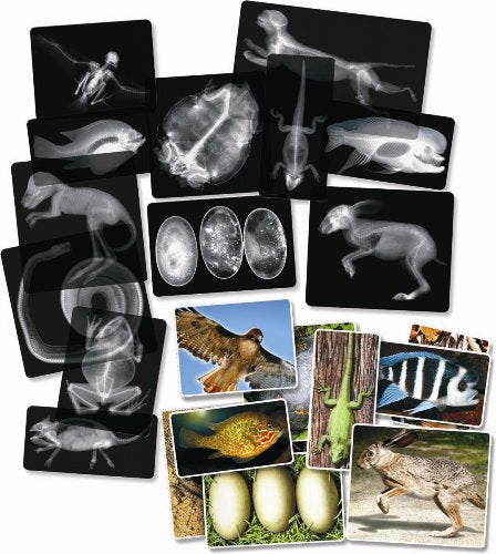 Animal X-Rays - 13 pieces ROY-5910