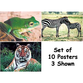 Real-Life Learning Posters - Wild Animals