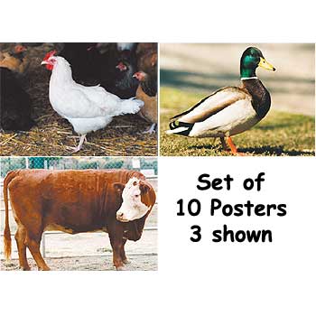 Real-Life Learning Posters - Farm Animals