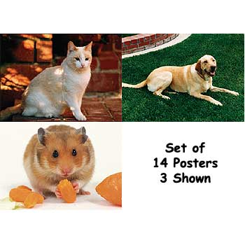 Real-Life Learning Posters - Pets