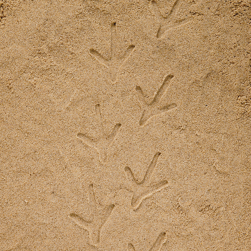 Footprint Sand Impressions